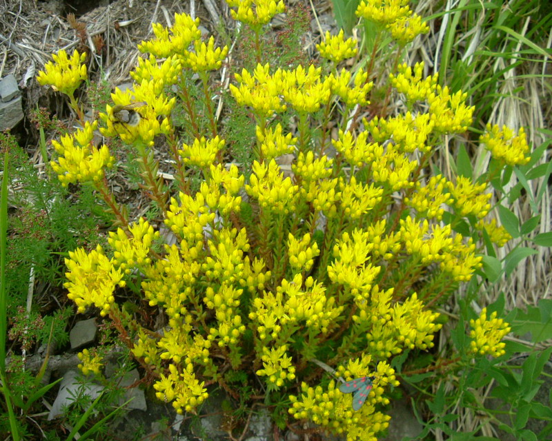 Sedum cfr. rupestre